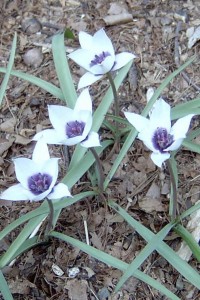 species tulip violacea pallida