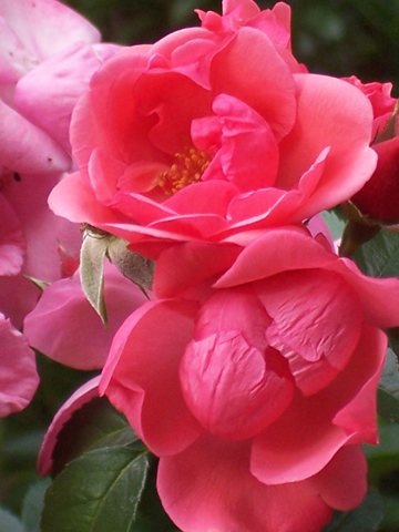 Easy-care shrub rose â€œLady Elsie Mayâ€ blooms for months