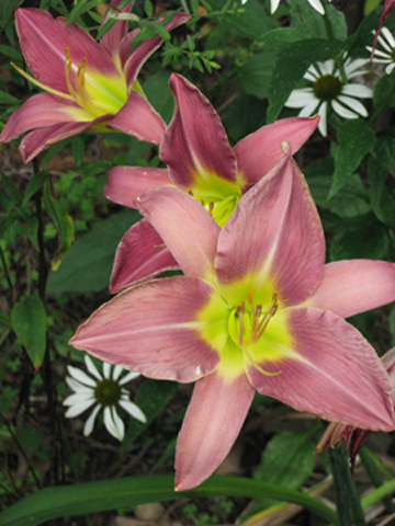 Daylilies are the ultimate low-maintenance perennial