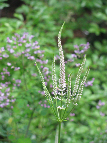 Native veronicastrum (in foreground) blooms in late summer