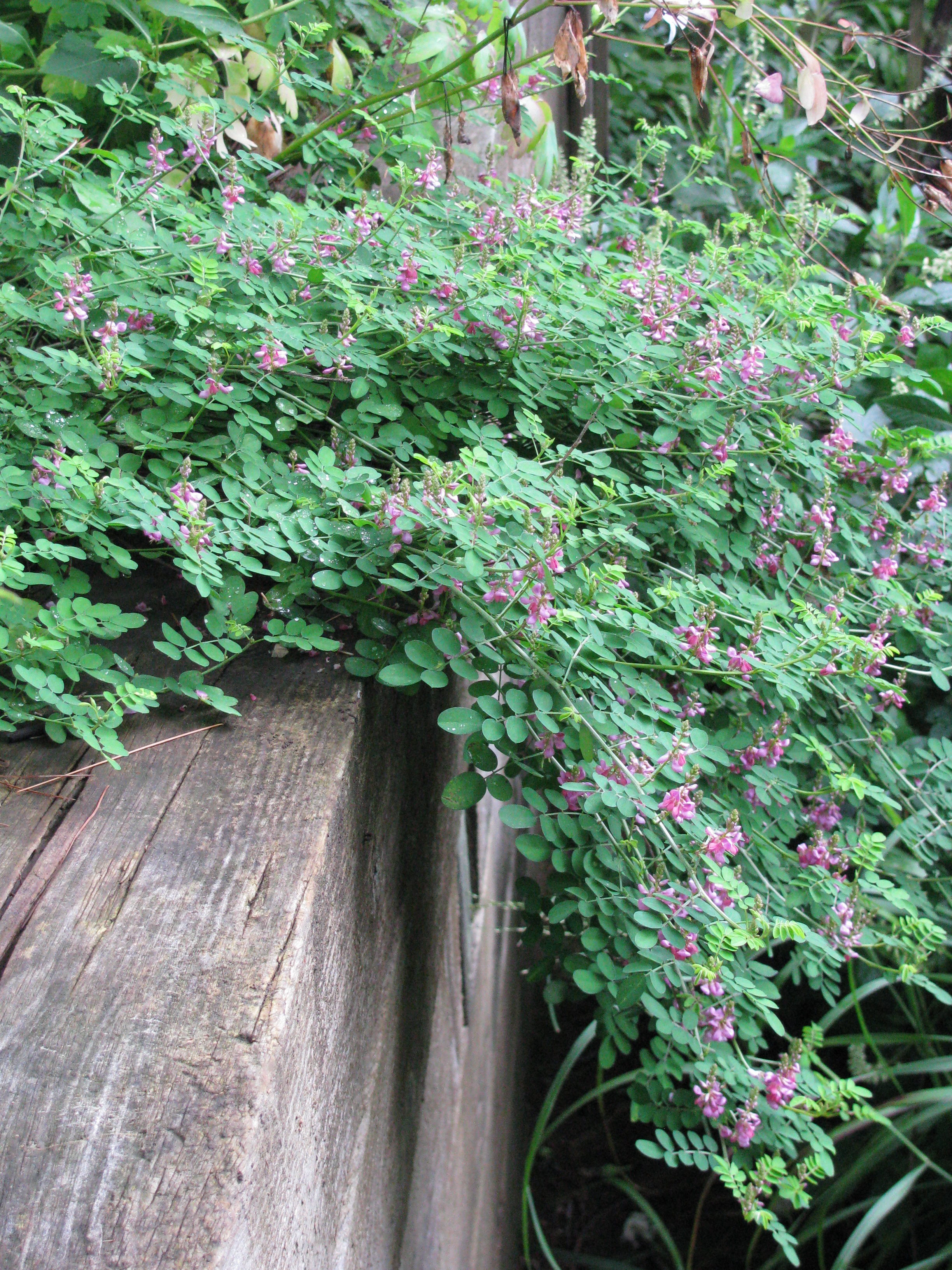 Indigofera Rose Carpet is a wonderful groundcover for late summer color in dry placesimg_1079.jpg