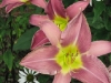 Daylilies are the ultimate low-maintenance perennial