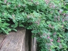 Indigofera Rose Carpet is a wonderful groundcover for late summer color in dry placesimg_1079.jpg