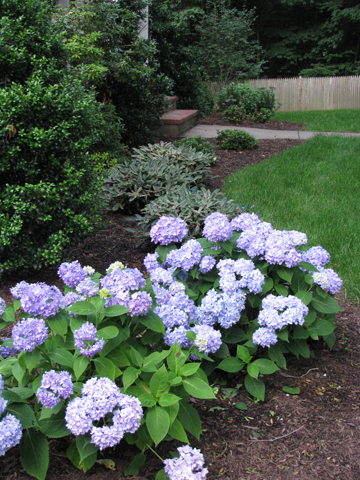 Hydrangeas add color after azaleas and rhododendrons have ended