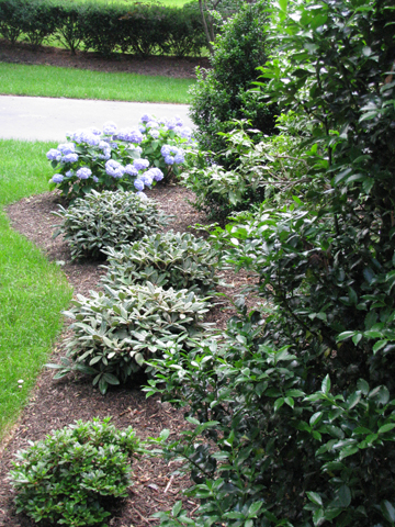 Year-round interest in a mix of evergreens which flower for months