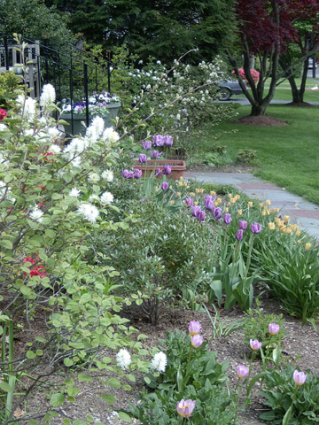 Tulips will be replaced by a vibrant perennial garden in summer