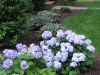 Hydrangeas add color after azaleas and rhododendrons have ended