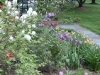 Tulips will be replaced by a vibrant perennial garden in summer