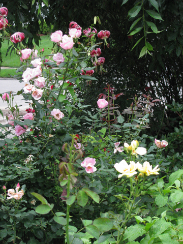 The previous garden in summer with long-flowering, easy-care shrub roses