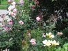 The previous garden in summer with long-flowering, easy-care shrub roses