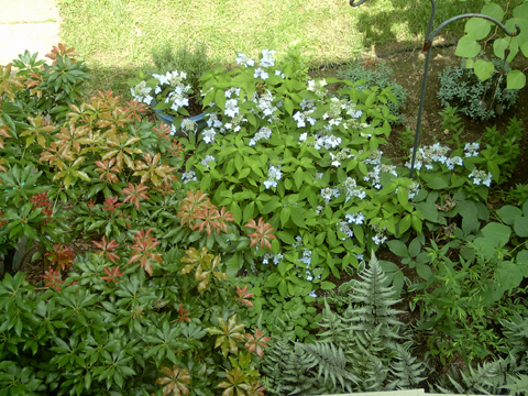 A foundation planting in a partly shaded site