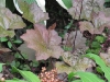 Foliage and berries used to good effect in the shade garden